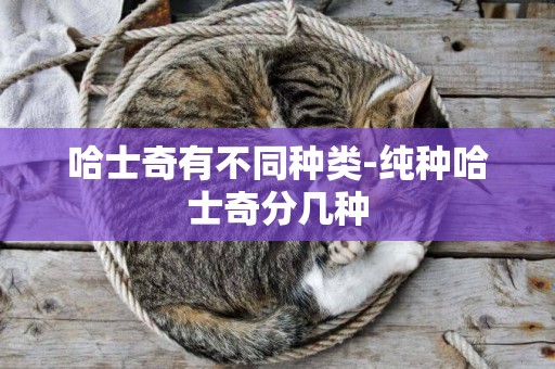 哈士奇有不同種類-純種哈士奇分幾種