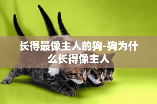 長得最像主人的狗-狗為什么長得像主人
