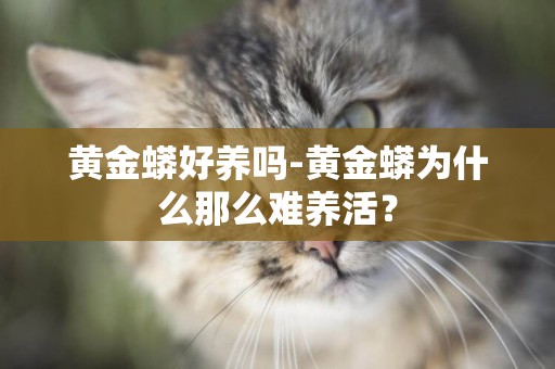 黃金蟒好養嗎-黃金蟒為什么那么難養活？