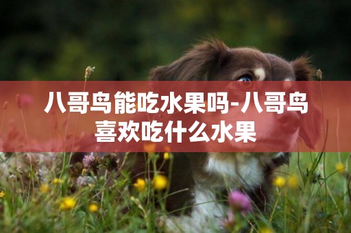 八哥鳥能吃水果嗎-八哥鳥喜歡吃什么水果