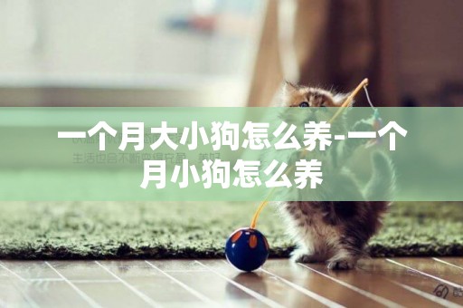 一個月大小狗怎么養-一個月小狗怎么養
