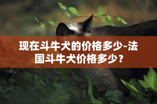 現在斗牛犬的價格多少-法國斗牛犬價格多少？