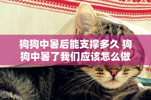 狗狗中暑后能支撐多久 狗狗中暑了我們應該怎么做