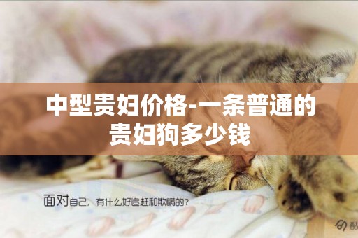 中型貴婦價格-一條普通的貴婦狗多少錢