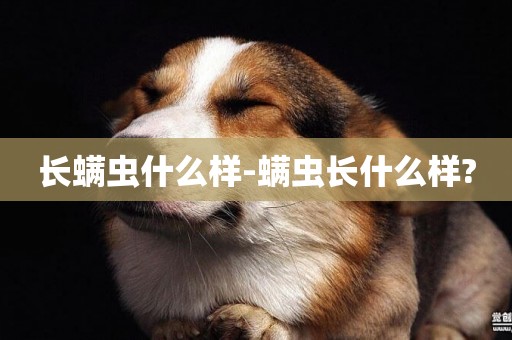 長螨蟲什么樣-螨蟲長什么樣?