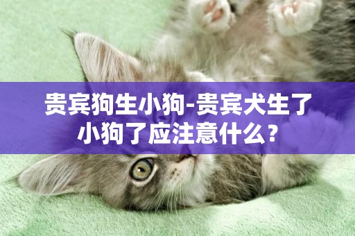 貴賓狗生小狗-貴賓犬生了小狗了應注意什么？