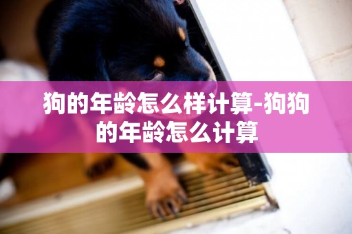 狗的年齡怎么樣計算-狗狗的年齡怎么計算