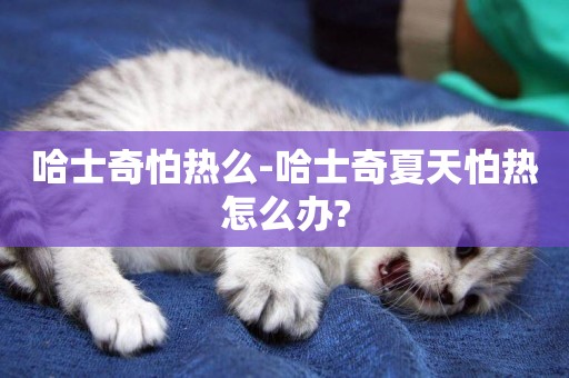 哈士奇怕熱么-哈士奇夏天怕熱怎么辦?