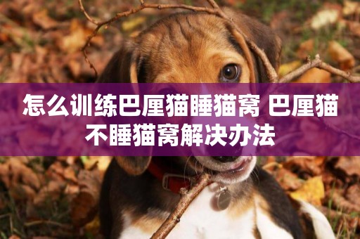 怎么訓練巴厘貓睡貓窩 巴厘貓不睡貓窩解決辦法