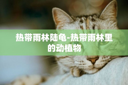 熱帶雨林陸龜-熱帶雨林里的動植物