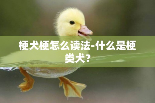 梗犬梗怎么讀法-什么是梗類犬？