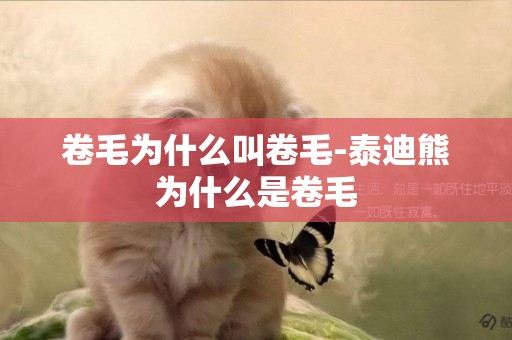 卷毛為什么叫卷毛-泰迪熊為什么是卷毛