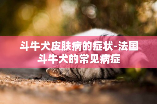 斗牛犬皮膚病的癥狀-法國斗牛犬的常見病癥
