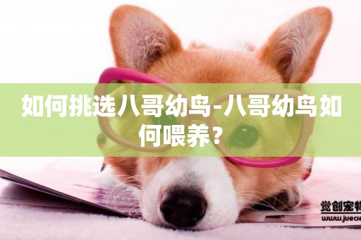 如何挑選八哥幼鳥-八哥幼鳥如何喂養？