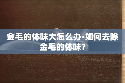 金毛的體味大怎么辦-如何去除金毛的體味？