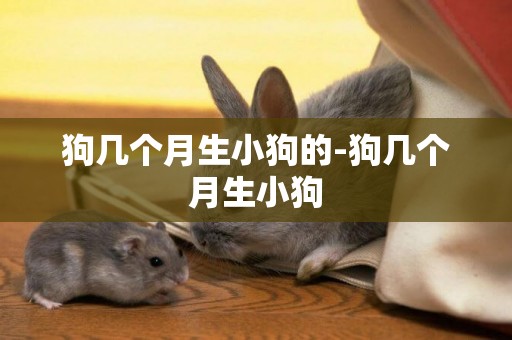 狗幾個月生小狗的-狗幾個月生小狗