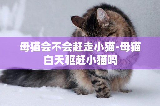 母貓會不會趕走小貓-母貓白天驅趕小貓嗎