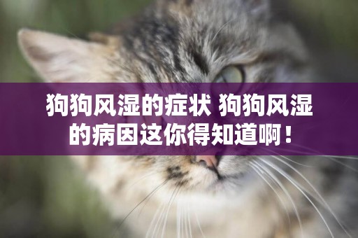 狗狗風濕的癥狀 狗狗風濕的病因這你得知道啊！