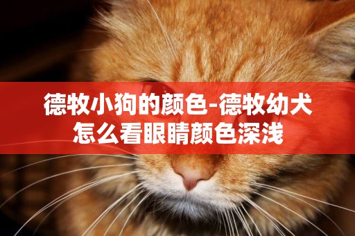 德牧小狗的顏色-德牧幼犬怎么看眼睛顏色深淺