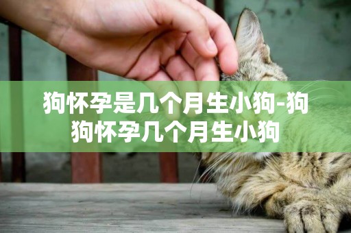 狗懷孕是幾個月生小狗-狗狗懷孕幾個月生小狗
