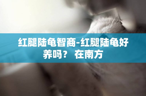 紅腿陸龜智商-紅腿陸龜好養嗎？ 在南方