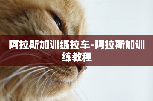 阿拉斯加訓練拉車-阿拉斯加訓練教程