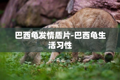 巴西龜發情盾片-巴西龜生活習性