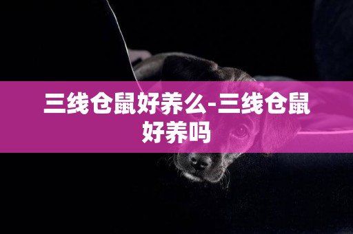 三線倉鼠好養么-三線倉鼠好養嗎