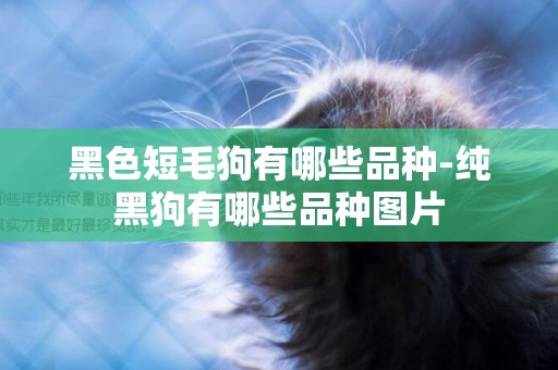 黑色短毛狗有哪些品種-純黑狗有哪些品種圖片
