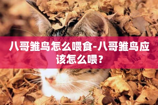 八哥雛鳥怎么喂食-八哥雛鳥應該怎么喂？