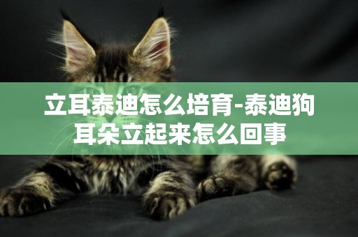 立耳泰迪怎么培育-泰迪狗耳朵立起來怎么回事