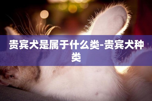 貴賓犬是屬于什么類-貴賓犬種類