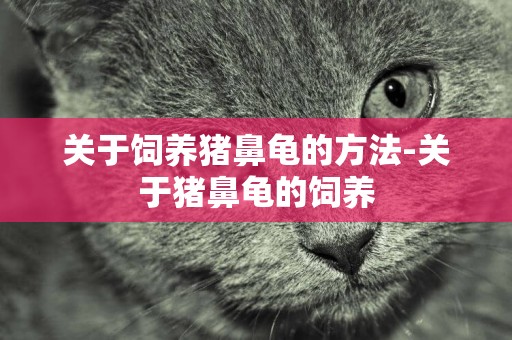 關于飼養豬鼻龜的方法-關于豬鼻龜的飼養