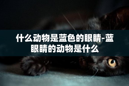 什么動物是藍色的眼睛-藍眼睛的動物是什么