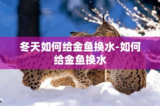 冬天如何給金魚換水-如何給金魚換水