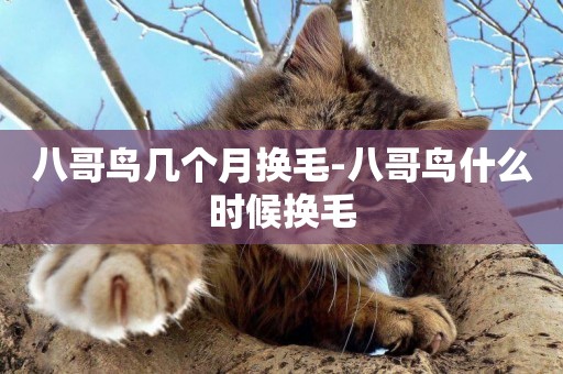 八哥鳥幾個月換毛-八哥鳥什么時候換毛