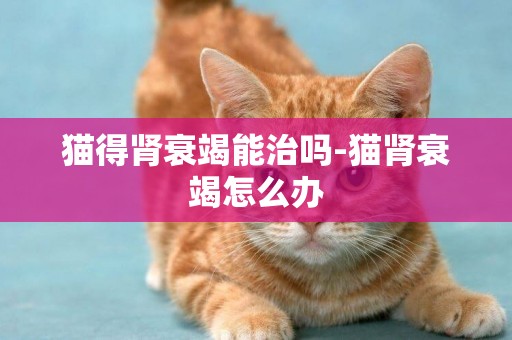 貓得腎衰竭能治嗎-貓腎衰竭怎么辦