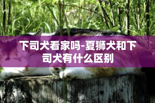 下司犬看家嗎-夏獅犬和下司犬有什么區別