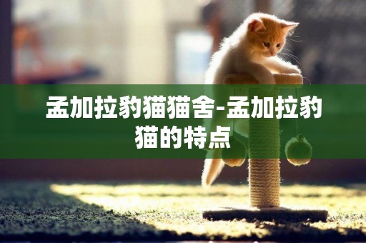 孟加拉豹貓貓舍-孟加拉豹貓的特點