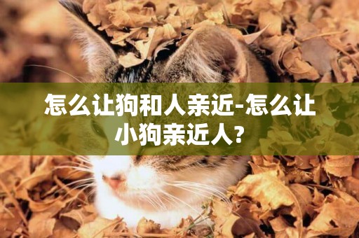 怎么讓狗和人親近-怎么讓小狗親近人?