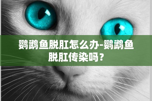 鸚鵡魚脫肛怎么辦-鸚鵡魚脫肛傳染嗎？