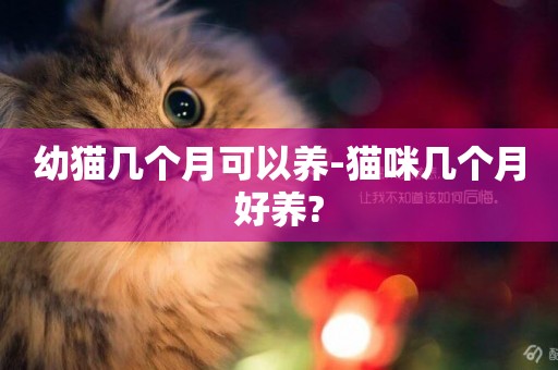 幼貓幾個月可以養-貓咪幾個月好養?