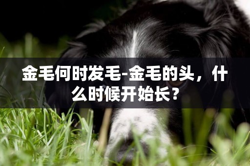 金毛何時發毛-金毛的頭，什么時候開始長？