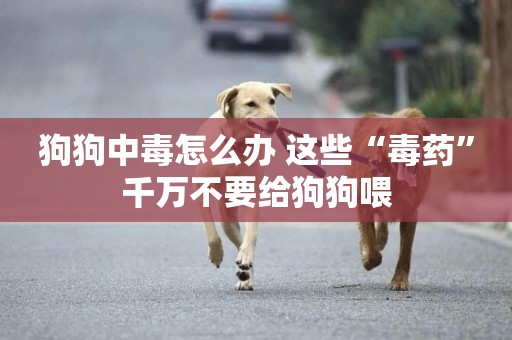 狗狗中毒怎么辦 這些“毒藥”千萬不要給狗狗喂