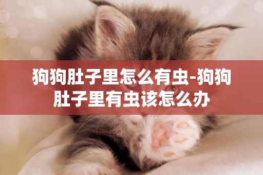 狗狗肚子里怎么有蟲-狗狗肚子里有蟲該怎么辦