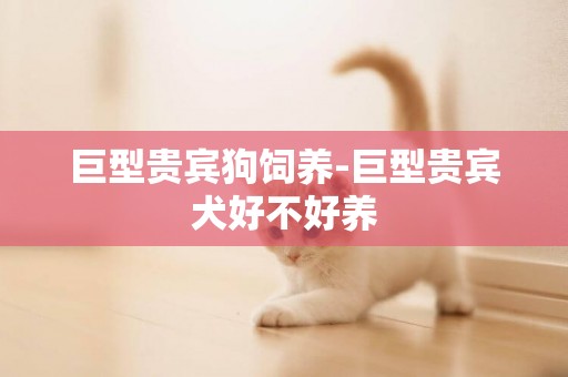 巨型貴賓狗飼養-巨型貴賓犬好不好養