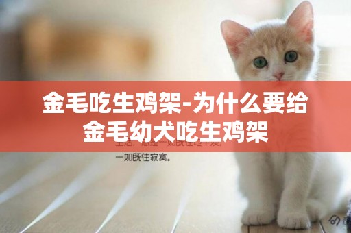 金毛吃生雞架-為什么要給金毛幼犬吃生雞架