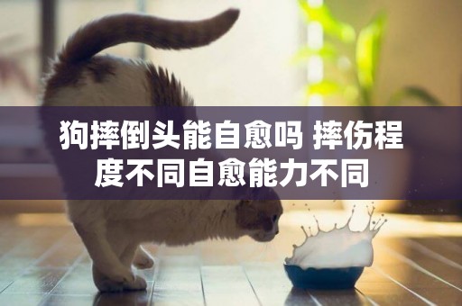 狗摔倒頭能自愈嗎 摔傷程度不同自愈能力不同