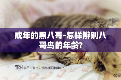 成年的黑八哥-怎樣辨別八哥鳥的年齡?