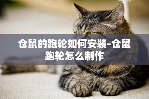 倉鼠的跑輪如何安裝-倉鼠跑輪怎么制作